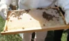 Ordu’da Arıcılara Varroa İlacı Desteği Müjdesi