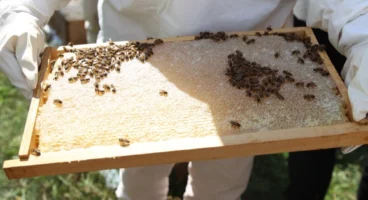 Ordu’da Arıcılara Varroa İlacı Desteği Müjdesi