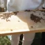 Ordu’da Arıcılara Varroa İlacı Desteği Müjdesi