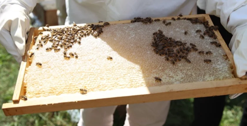 Ordu’da Arıcılara Varroa İlacı Desteği Müjdesi