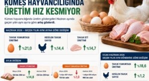 Kümes Hayvancılığında Haziran Ayında Üretim Hız Kesmiyor