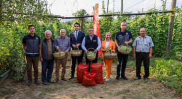 Pazaryeri Boncuğu’nda hasat vakti
