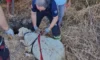 Mahsur kalan koyun için ekipler seferber oldu