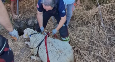 Mahsur kalan koyun için ekipler seferber oldu