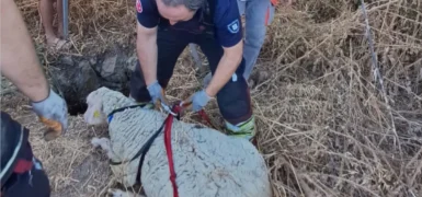 Mahsur kalan koyun için ekipler seferber oldu