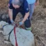 Mahsur kalan koyun için ekipler seferber oldu
