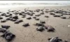 Antalya sahillerinde 25 bin caretta caretta yavrusu denizle buluştu