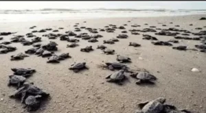 Antalya sahillerinde 25 bin caretta caretta yavrusu denizle buluştu