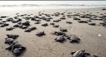 Antalya sahillerinde 25 bin caretta caretta yavrusu denizle buluştu