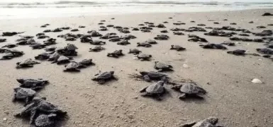 Antalya sahillerinde 25 bin caretta caretta yavrusu denizle buluştu