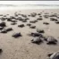 Antalya sahillerinde 25 bin caretta caretta yavrusu denizle buluştu
