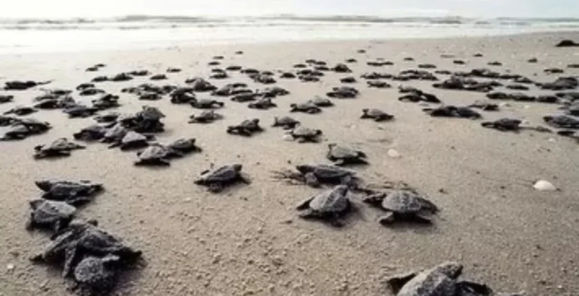 Antalya sahillerinde 25 bin caretta caretta yavrusu denizle buluştu