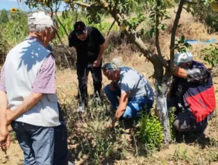Balıkesir’de tarla faresine karşı uyarı