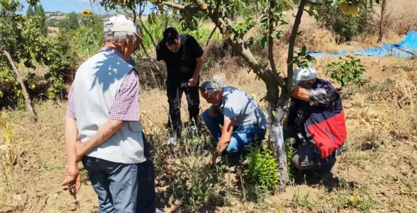 Balıkesir’de tarla faresine karşı uyarı