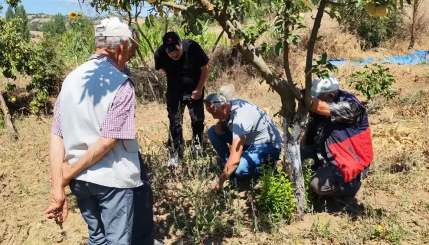 Balıkesir’de tarla faresine karşı uyarı