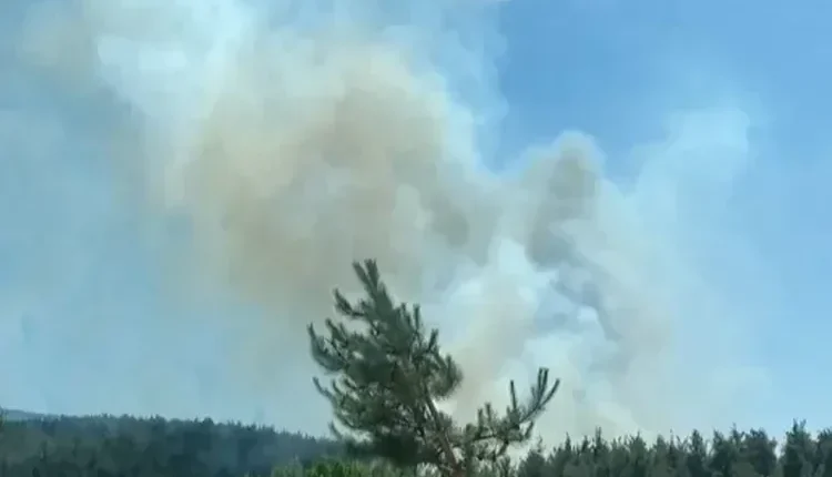 Bursa’da 3 noktada orman yangını
