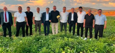Delice kara kavunu bilimle geleceğe taşınıyor