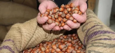 Fındık üreticisi artmayan fiyatların şaşkınlığını yaşıyor