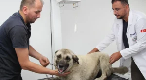 Giresun'da vahşice ezilen can dost hayata döndürüldü