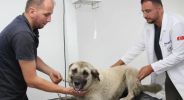 Giresun'da vahşice ezilen can dost hayata döndürüldü