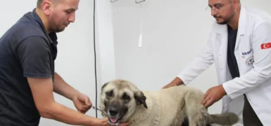 Giresun'da vahşice ezilen can dost hayata döndürüldü