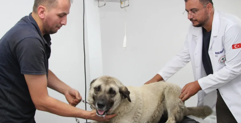 Giresun'da vahşice ezilen can dost hayata döndürüldü