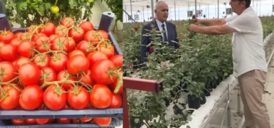 Isparta’da tarımda yeni dönem: Gül serasından topraksız domatese, tam otomasyonlu üretim