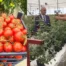 Isparta’da tarımda yeni dönem: Gül serasından topraksız domatese, tam otomasyonlu üretim