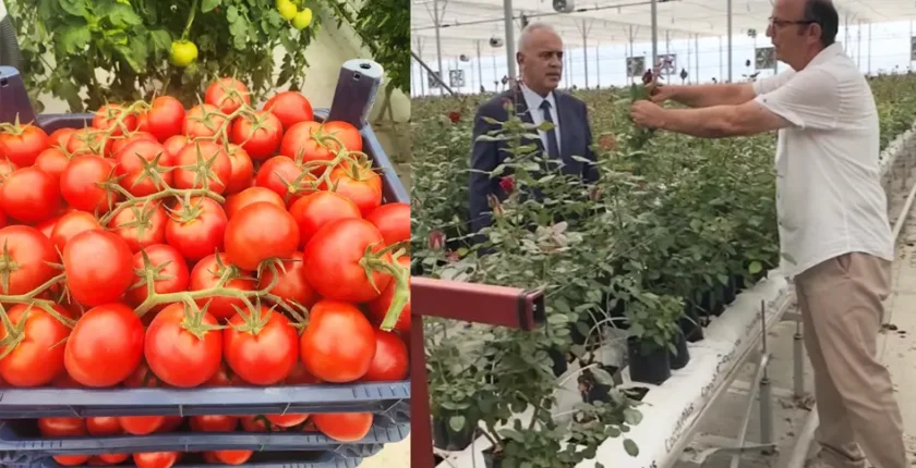 Isparta’da tarımda yeni dönem: Gül serasından topraksız domatese, tam otomasyonlu üretim