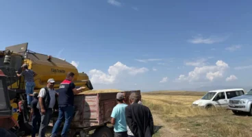 Kars'ta Ata tohumu kavılca'da hasat bereketi