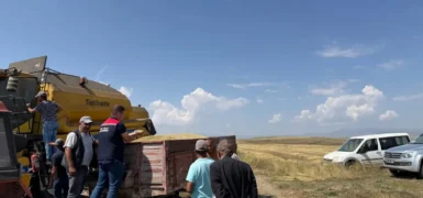 Kars'ta Ata tohumu kavılca'da hasat bereketi