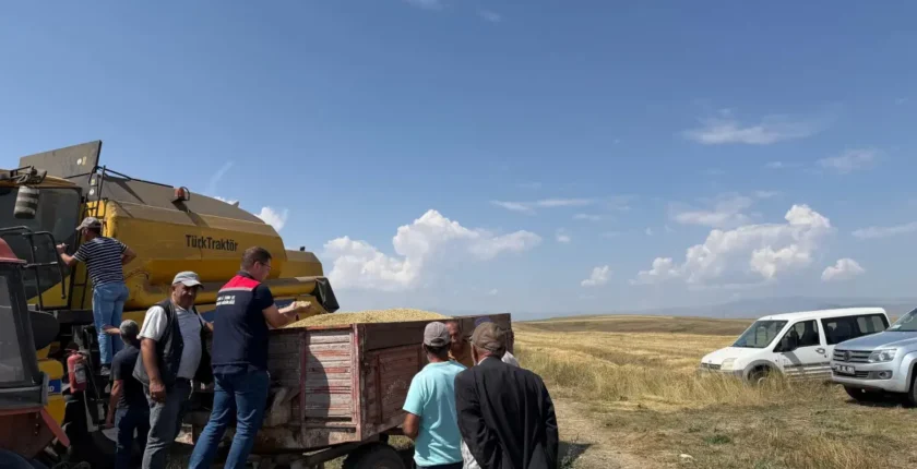 Kars'ta Ata tohumu kavılca'da hasat bereketi