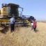 Kars’ta biçerdöver hasadı kontrolleri sürüyor