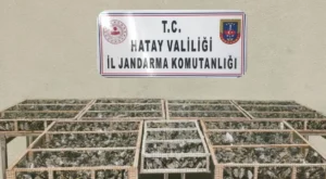 Saka kuşları özgürlüğe kanat çırptı