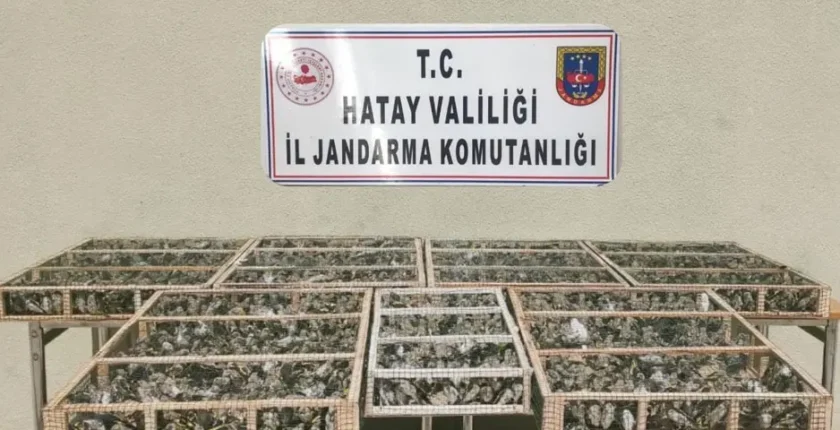Saka kuşları özgürlüğe kanat çırptı