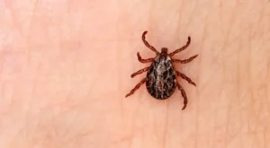 Sivas’ta KKKA şüphesiyle tedavi gören kişi hayatını kaybetti