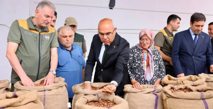 TMO ilk fındık alımını yaptı