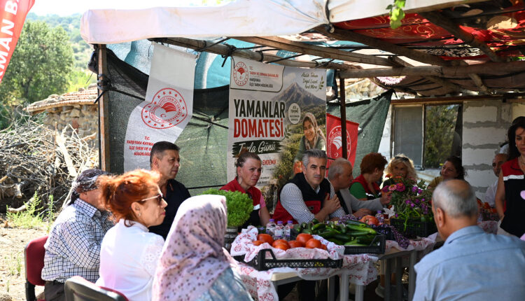 Yamanlar Tarla Domatesi için üreticilerle tarlada buluşuldu