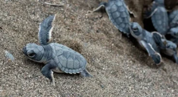 Yeşil deniz kaplumbağalarının Akdeniz yolculuğu başladı