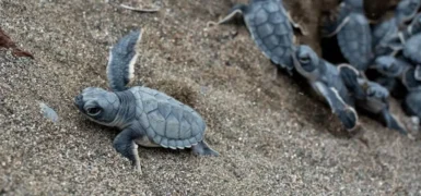 Yeşil deniz kaplumbağalarının Akdeniz yolculuğu başladı