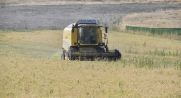 ABB’nin sertifikalı nohut tohumu desteği sonrası hasat başladı