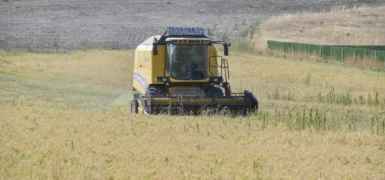 ABB’nin sertifikalı nohut tohumu desteği sonrası hasat başladı