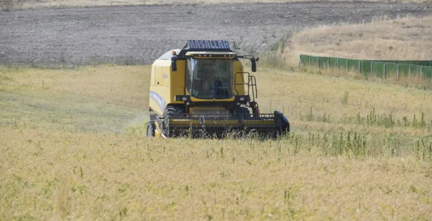ABB’nin sertifikalı nohut tohumu desteği sonrası hasat başladı