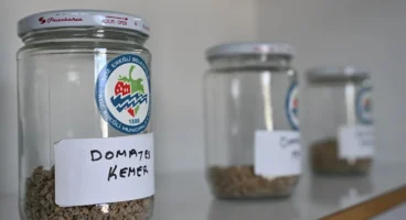 Ata Tohum projesi, katlanarak yürüyor