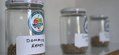 Ata Tohum projesi, katlanarak yürüyor