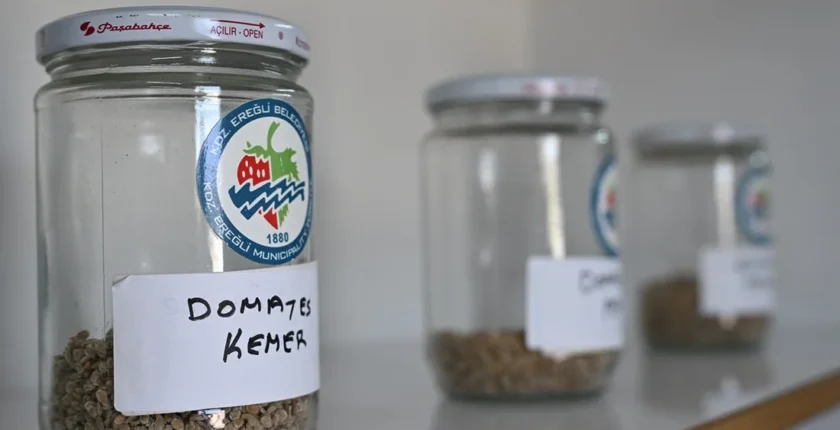 Ata Tohum projesi, katlanarak yürüyor