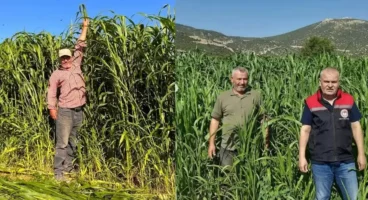 Isparta’da sorgum-sudan otu hasadı başladı