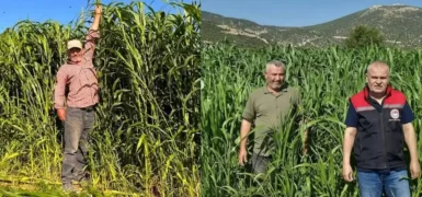 Isparta’da sorgum-sudan otu hasadı başladı