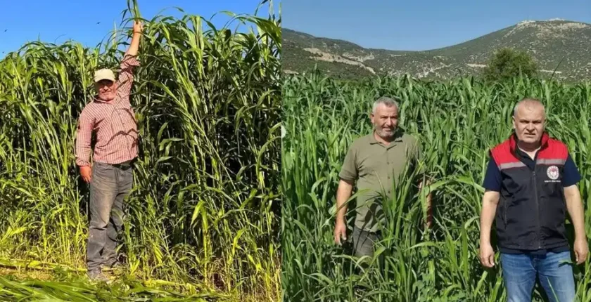 Isparta’da sorgum-sudan otu hasadı başladı